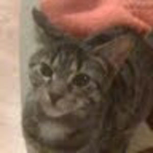 Meet your Posher, Dimple